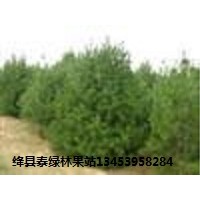 山西白皮松，更优的价格，更多人的选择