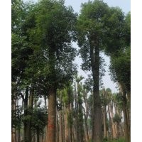 湖南香樟大型苗木基地产品介绍。