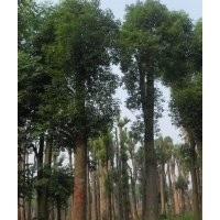 湖南香樟大型苗木基地产品介绍。