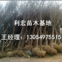 天津3公分造型法桐价格行情