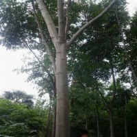 南京栾树基地，栾树价格，南京栾树，江苏栾树