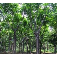 栾树价格精品栾树报价基地