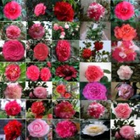 大量供应茶花扦插小苗