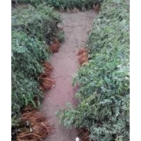 大量供应紫穗槐