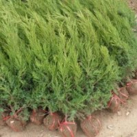 供应1米高度蜀桧现在1米高度蜀桧价格1.5米蜀桧价格