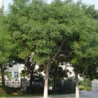 安徽国槐树价格国槐树基地报价