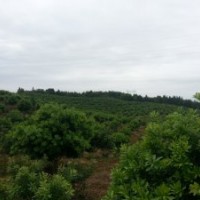 南昌3米到3米5杨梅树那里多