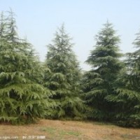 当年雪松籽播苗价格，移植籽播雪松籽播雪松一级苗价格