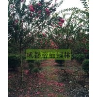 10公分紫薇 成都10公分紫薇 10公分紫薇报价