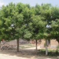 国槐产地供应精品移植国槐