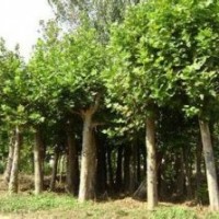 梧桐报价法国梧桐梧桐价格