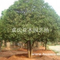 供应精品桂花，欢迎采购