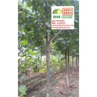 9、10、11、12公分速生法桐特价供应