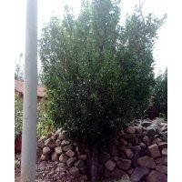 15公分京红海棠