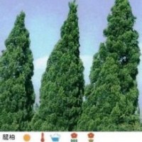 5米龙柏价格6米龙柏价格7米龙柏价格