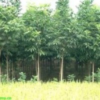 现在无患子报价移植无患子价格