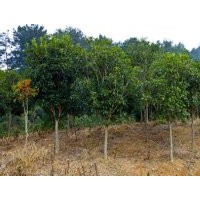 桂花报价南京全冠桂花销售基地