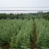 雪松小苗价格南京雪松供应1米精品雪松