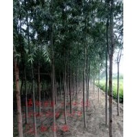 毛白杨、107速生杨、北栾苗、速生国槐