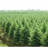 南京雪松小苗价格 提供苗圃雪松小苗报价