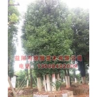 益阳香樟、益阳多杆香樟