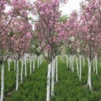 紫薇花，樱花树，大叶女贞，桂花树，便宜了苗木
