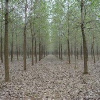 南京意杨价格10公分优质意杨报价