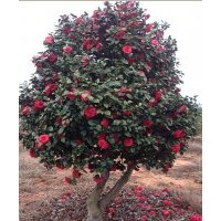 茶花、山茶花、大茶花供应