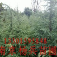 【南京杨兵苗圃】雪松广玉兰女贞红叶石楠