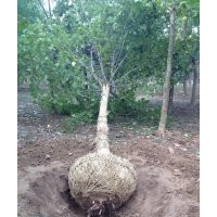 供应苗木主营 1-3年帽法桐，大骨架法桐，造型法桐，弯法桐，速生