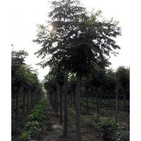 供应山东济宁北栾苗 造型北栾 哪里北栾最便宜
