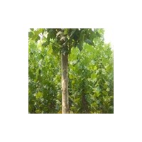 夏天种植速生法桐的好处