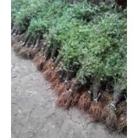 河南商丘大量供应紫穗槐