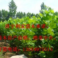 急售两年冠16公分法桐法桐价格表