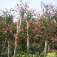 5公分紫薇价格3公分紫薇价格2公分紫薇价格