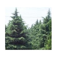 籽播5米雪松一级苗价格5米雪松一级苗价格