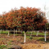 杆径10公分红叶石楠价格高杆10公分红叶石楠价格供应冠1米红叶石