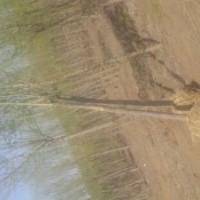 陕西榆林出售胸径5 6 7 8厘米9 12 15公分以上旱柳馒头柳新疆杨金