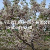 白花双樱、白色双樱花、北京西府海棠