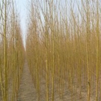 现在垂柳小苗价格当年垂柳小苗价格