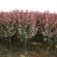 供应紫叶李报价紫叶李价格2公分紫叶李价格