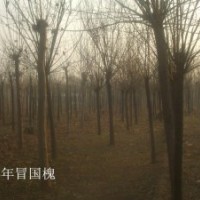 供应10 11 12公分2-3年冠造型公分 2014年国槐最新价格行情