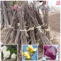 红花满条红 1.5米高紫荆丛生紫荆苗多分枝2公分独杆紫荆