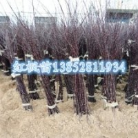 1米高红枫苗观叶行道树景观树苗