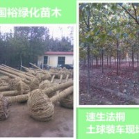销售改良环保少球速生法桐12公分|16公分造型法桐