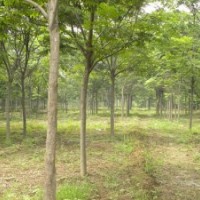 造型法桐 白蜡 国槐 法桐 北栾 南栾 垂柳 速生法桐