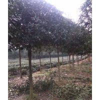 雅安桂花树、6-8-10-12公分桂花树、四川高干桂花树
