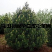 陕西优质蓝田绿化白皮松苗木