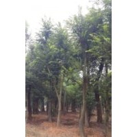 22公分榉树 24公分移栽榉树 26公分榉树价格