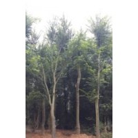 全冠榉树求购 嘉俊园林榉树基地供应全冠榉树 榉树小苗